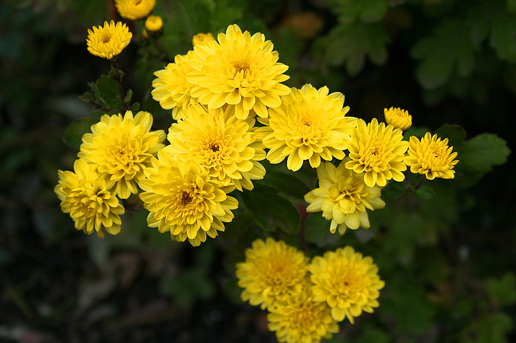 flower, garden, yellow, peaceful, mood, horticulture, gardening