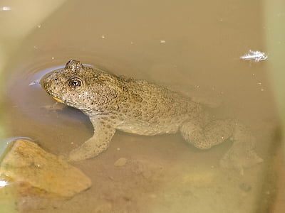 yellow-bellied toad, toad, amphibians, nature, animal