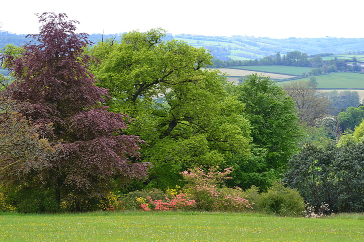 árboles, primavera, soleado, naturaleza, árbol, al aire libre