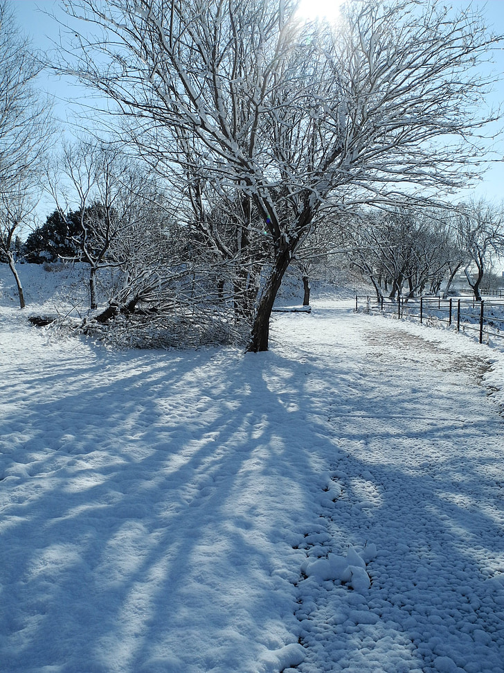 salju, musim dingin, pohon, bersalju, dingin, semangat, Desember