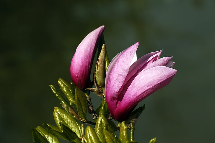 Magnolia, musim semi, merah muda, bunga, alam, tanaman, kelopak