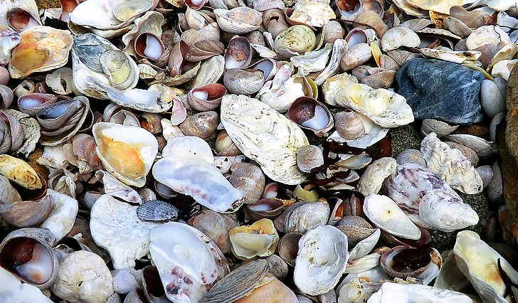 μύδια, παραλία, πέτρες, στη θάλασσα, βότσαλο, κελύφη μυδιών, Γαλλία