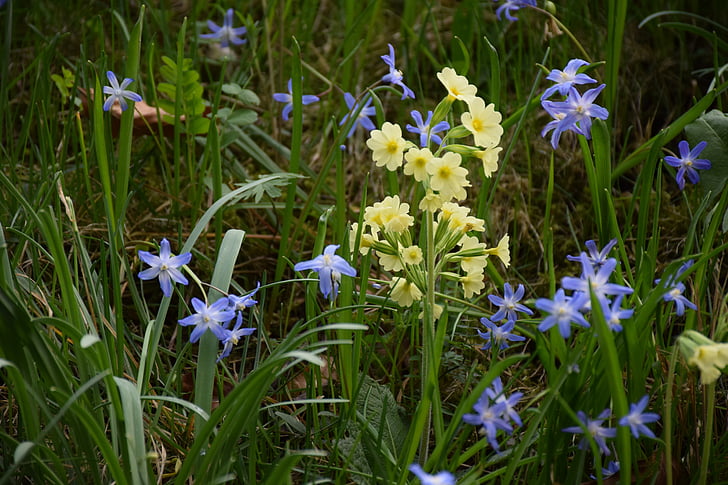 herbàcia que pertany, primavera, flor, groc, Prat, natura, blau