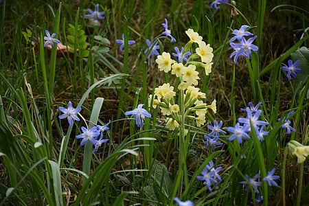 cowslip, våren, blomst, gul, eng, natur, blå
