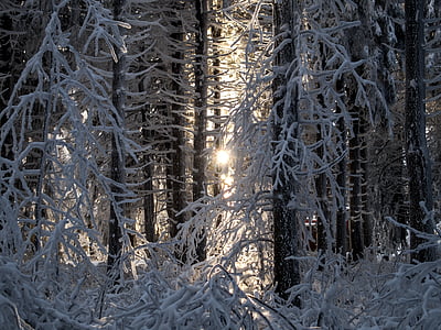 сняг, зимни, дървета, светлина, слънце, зимни, студено