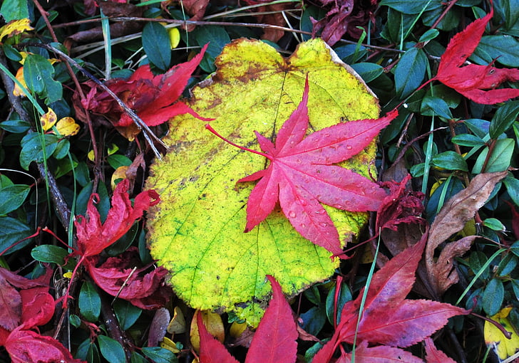цветна есен листа, различни листа, цветни листа, червеникаво Есенни листа, есенните цветове, цветовете на есента, есента цвят