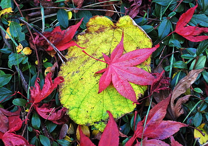 fogli colorati di caduta, diverse foglie, foglie colorate, rossastre foglie d'autunno, colori d'autunno, colori d'autunno, colore di caduta