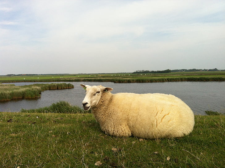 Ameland, Little sheep, ön, naturen