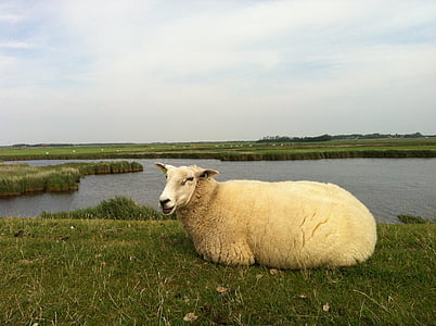 Ameland, малко овце, остров, природата