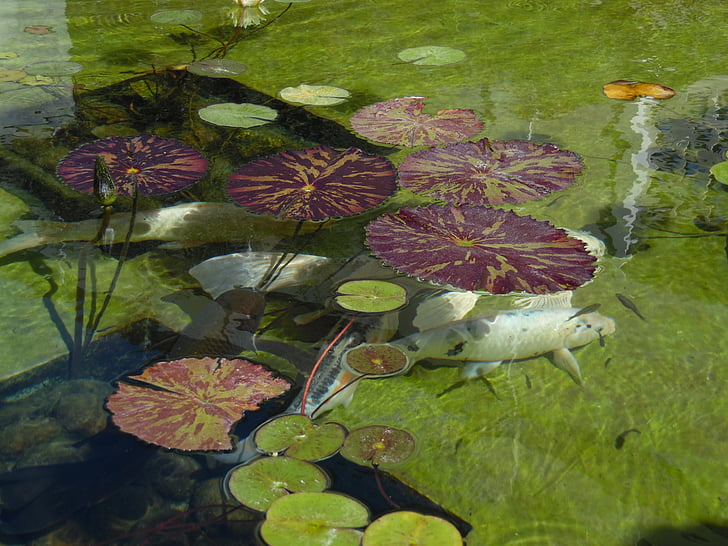 pond, fish, catfish, coil, lilly pads, fishes, nature