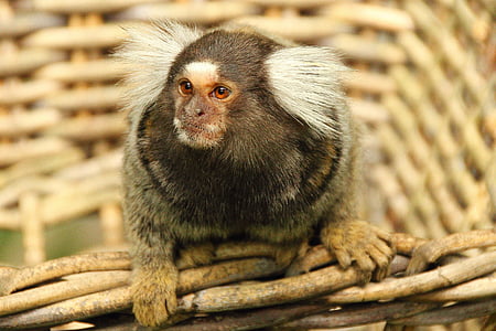 marmoset, monkey, animal, mammal, cute, primate, krallenaffe