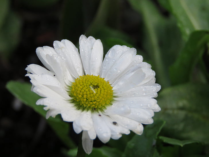 Margarida, flor, closeup, Branco, flor, natureza, natural