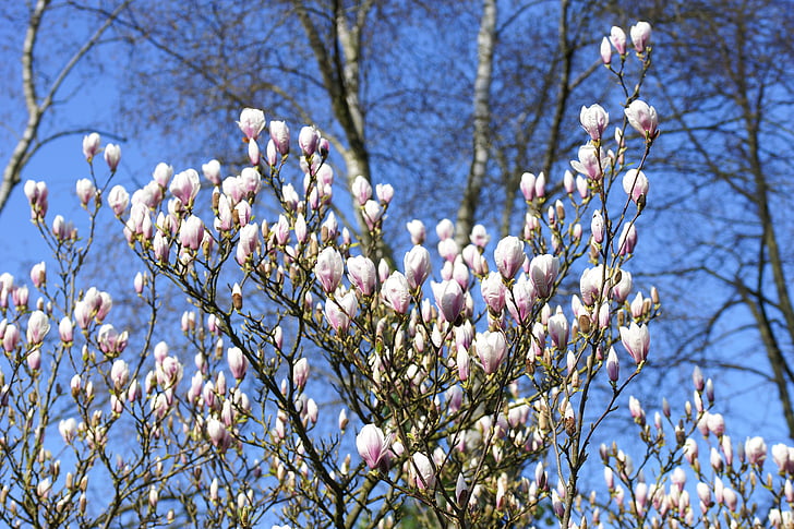 magnolija, tulpių magnolija, pradžioje gama, pavasarį, Gamta, augalų, gėlės