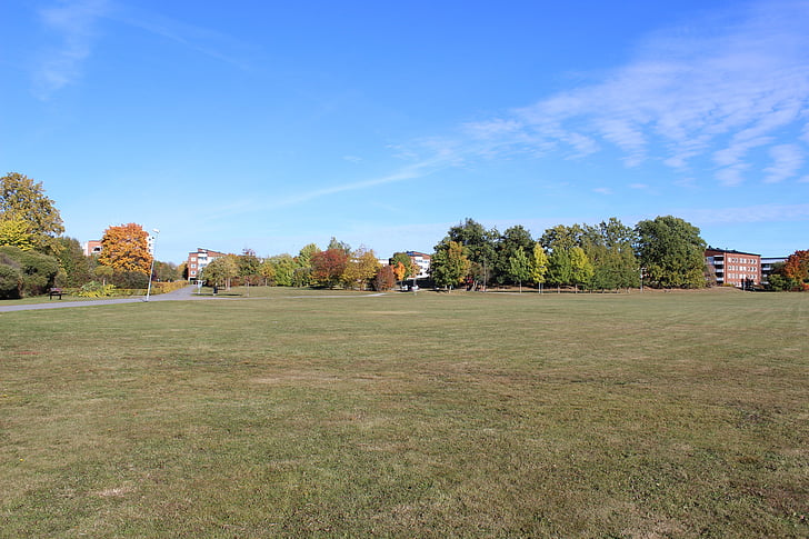 grass field, green field, open field