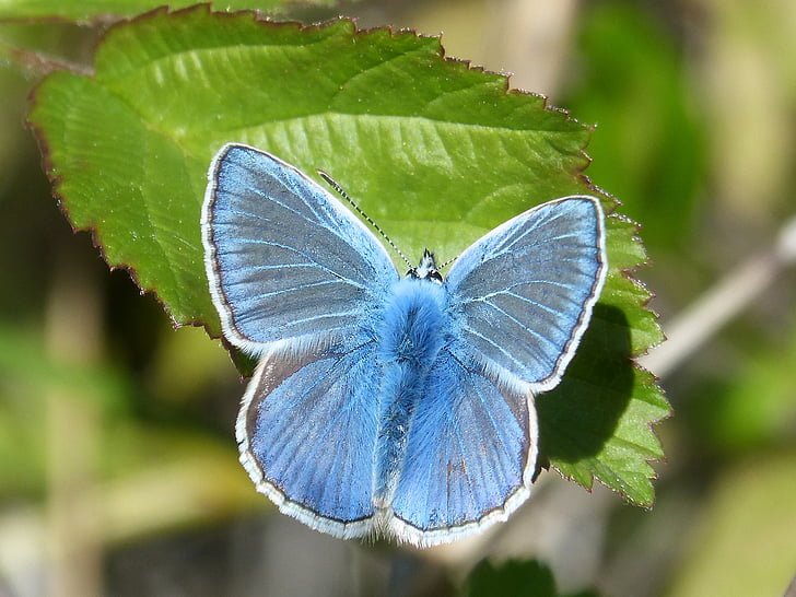 Schmetterling, blauer Schmetterling, Blaveta die farigola, Pseudophilotes panoptes, Blatt, Insekt, Schmetterling - Insekt