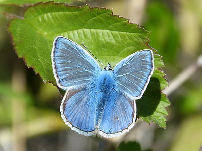motýľ, modrý motýľ, blaveta farigola, pseudophilotes panoptes, Leaf, hmyzu, motýľ - hmyzu