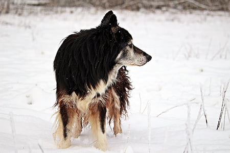 lumi, talvel, koer, talvistel, piiri, karjakoer, bordercollie