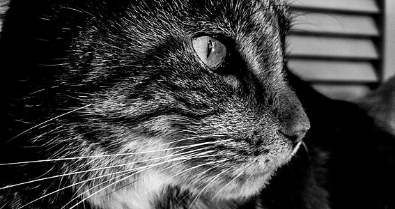 kočka, kočkovitá šelma, portrét, Těsnopis, Kitty, Fajn, Při pohledu