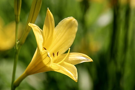 yellow lilies, lily family, yellow, blossomed, bloom, flower, blossom