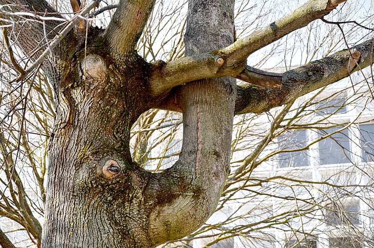 wood, figure, nature