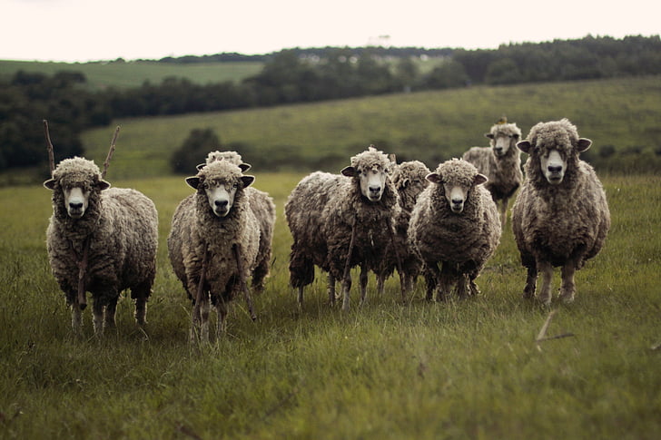 seven, gray, sheep, looking, camera, animal, animals