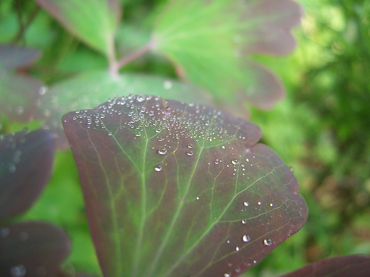 dešťové kapky, list, Příroda