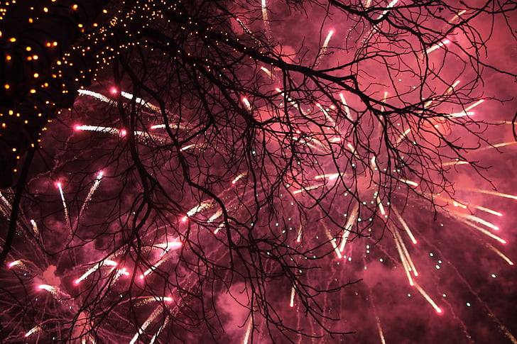 Salute, nouvel an, feux d’artifice, nature, arbre, nature vivante, paysage