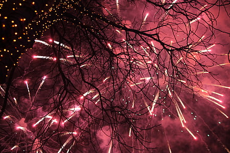 Salute, nouvel an, feux d’artifice, nature, arbre, nature vivante, paysage