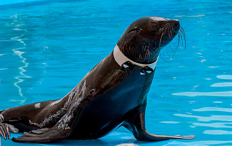 fur seal, dolphinarium, training