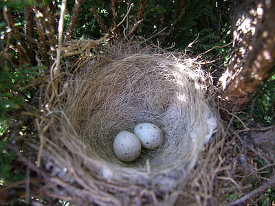 гнездо, яйца, птица, животински гнездо, 