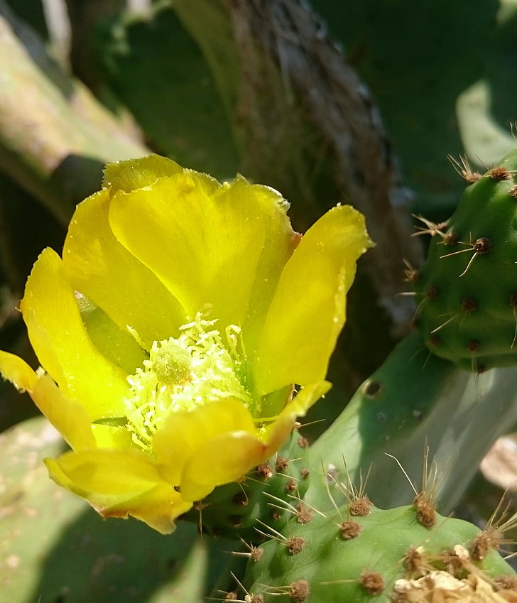 Cactus, Grèce, jaune, fleur, nature, plante