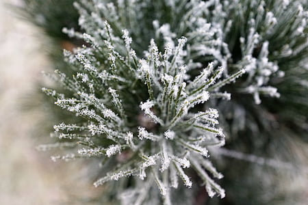 drvo, Zima, priroda, Božić, zelena, LED, Mraz