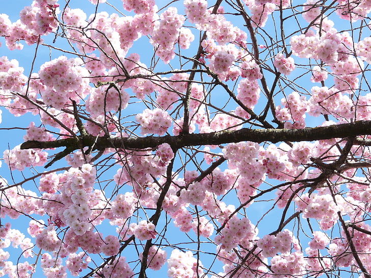 декоративні вишня, квіти, рожевий, японської сакури, вишневий цвіт, цвітіння, цвітіння