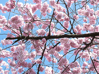 cerejeira ornamental, flores, -de-rosa, árvores de cereja japonesas, flor de cerejeira, flor, flor