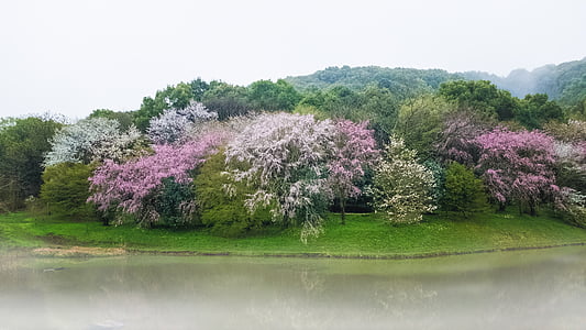 체리, 연못, 일본, 구마모토, 꽃, 호수, 봄