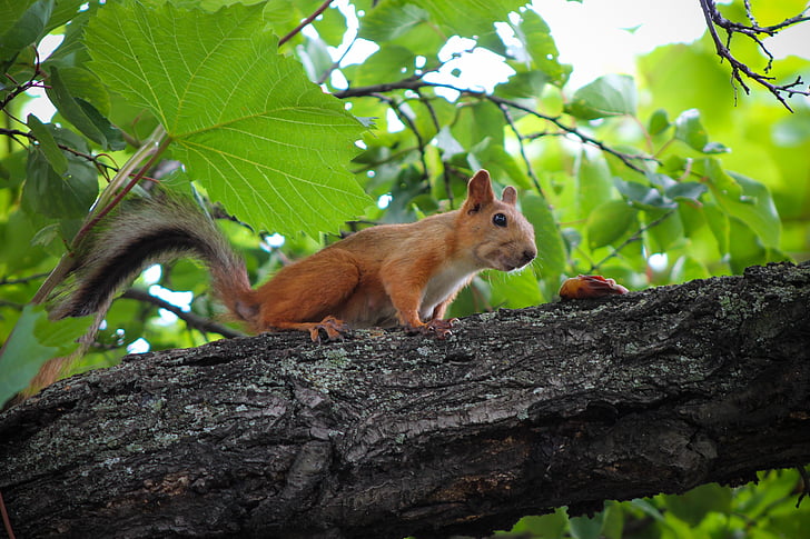 squirrel, food, sniff, rodent, trees, tree, animals