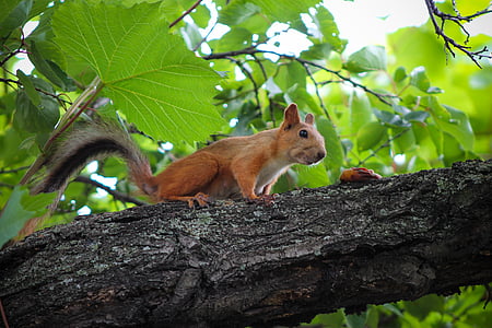 veverička, jedlo, čuchať, hlodavec, stromy, strom, zvieratá