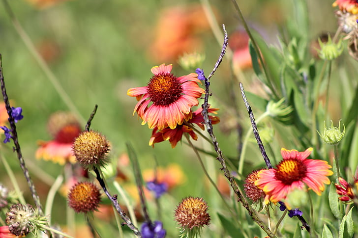 wild flowers, spring, nature