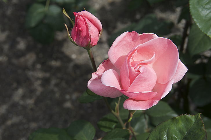 Роза, Блосъм, Градина, цвете, розово