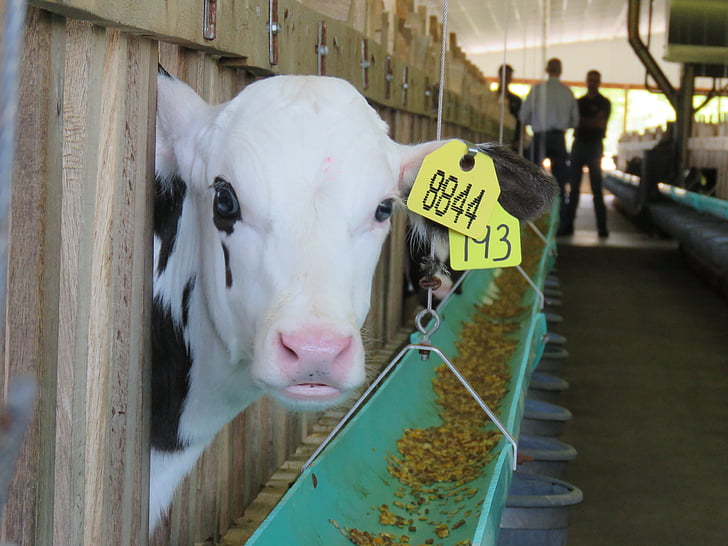 calf, barn, eating feed, farm, beef, dairy, veal
