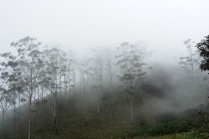 drzewa, Indie, Kerala, mgła, mgła, krajobraz, Natura