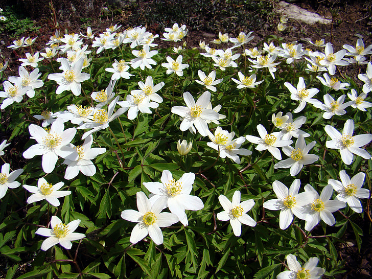 anemone de fusta, anemones, flor, blanc
