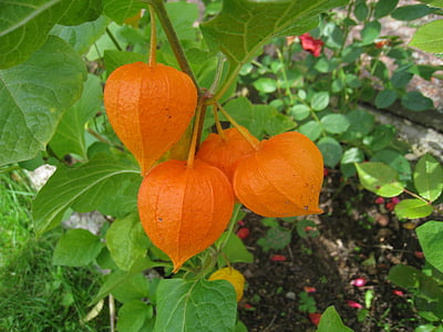 Japanski-Lanterna, biljka, narančasta, vrt, boje, jesen