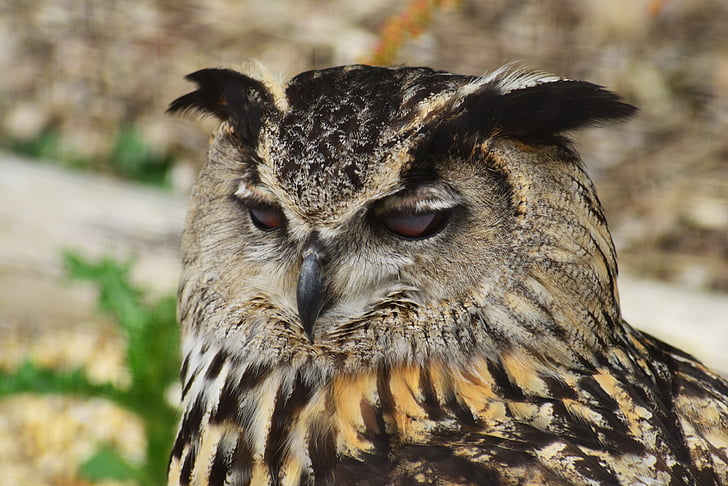 Eurasia eagle owl, burung, burung hantu, kepala, Bubo bubo, Predator, pemburu