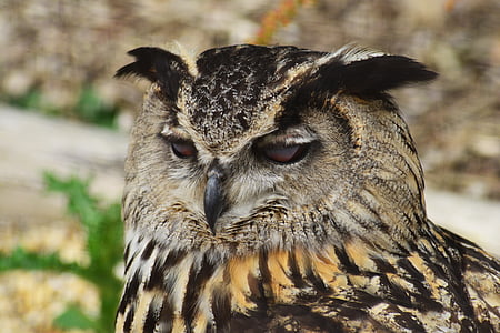 eurasian eagle owl, bird, owl, head, bubo bubo, predator, hunter