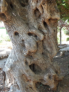 부족, 올리브 트리, 오래 된, 비 꼬인, 나무, 로그, 오래 된 나무