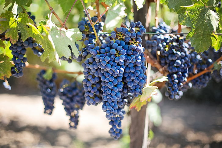 raudonos vynuogės, vynuogynas, Napos slėnyje, Napos vynuogynas, vynuogės, vynuogių, citrinmedžių