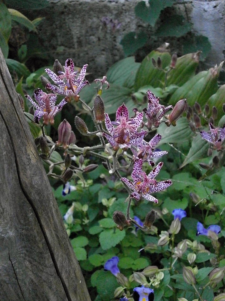 ホトトギス, ユリ科, 秋の花, 紫色の花, 開花の植物