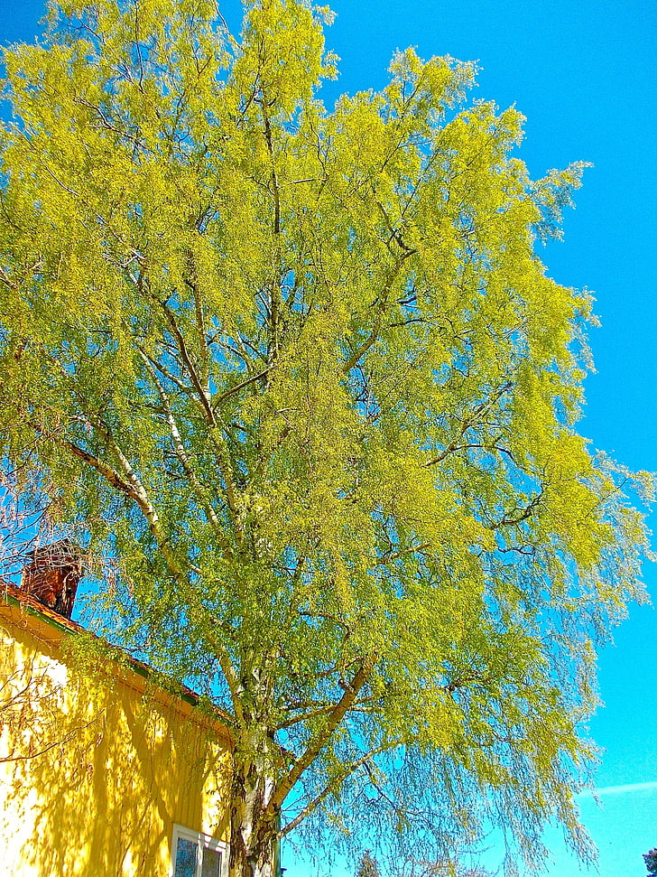breza, strom, modrá obloha, drevené