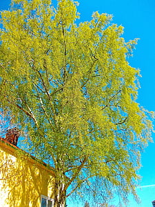 桦木, 树, 蓝蓝的天空, 硬木